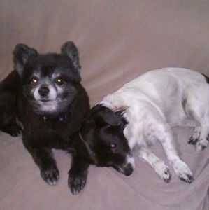 Meet your Posher, Jazzy